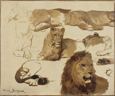 Esquisses de lions et de lionnes peintes par Rosa Bonheur